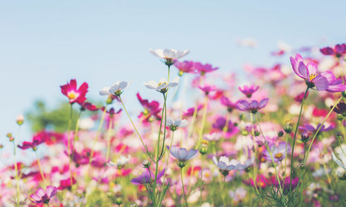 Close-up of pink flowering plants on field