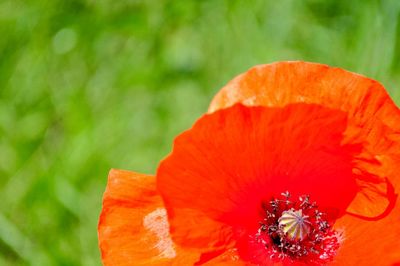 Close-up of bee on orange flower blooming outdoors