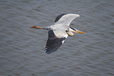 Seagull flying over lake