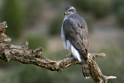 Close-up of bird perching on branch