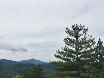 Trees in forest against sky