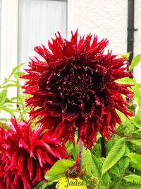 Close-up of fresh red flower blooming outdoors