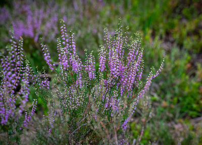 Close-up of purple lavender flowers on field