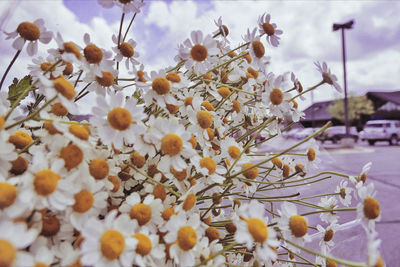 Close-up of white flowering plant