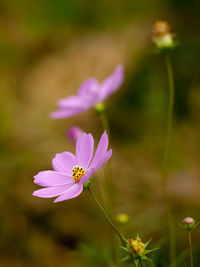 Close-up of pink cosmos flower