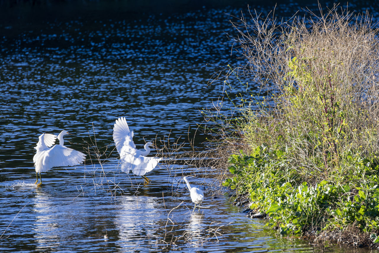 water, reflection, animal wildlife, animal themes, wildlife, animal, bird, nature, group of animals, lake, no people, swan, water bird, beauty in nature, day, plant, flying, duck, outdoors, two animals, white, ducks, geese and swans