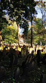 Trees in cemetery