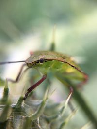 Close-up of insect on plant