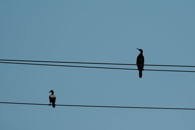 Low angle view of bird perching on cable