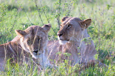 View of two cats on field