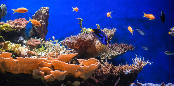 Aquarium of exotic fish swimming