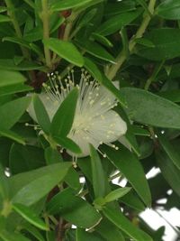 Close-up of leaves