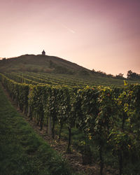 Scenic view of vineyard against sky
