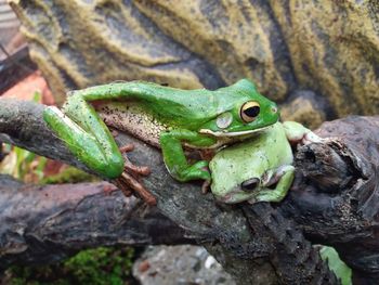 Close-up of frog on rock