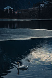 View of ducks swimming on lake
