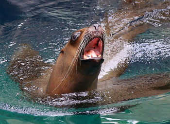 Close-up of sea lion in water
