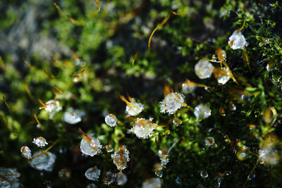 Close-up of raindrops on flowers