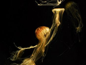 Close-up of jellyfish against black background