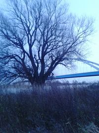 Bare trees on field