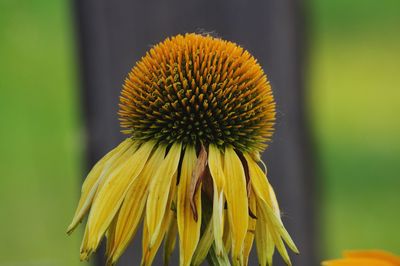 Close-up of yellow flower