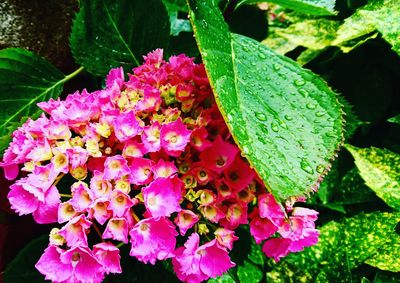 Close-up of pink flowers