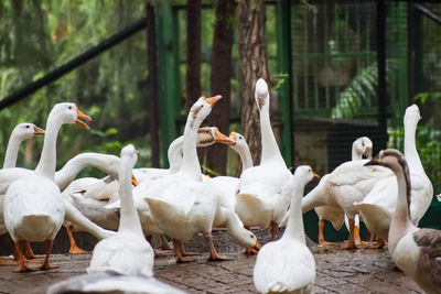 Close up white ducks inside lodhi garden delhi india, see the details and expressions of ducks