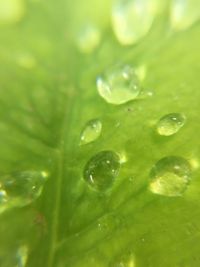 Full frame shot of raindrops on green leaves