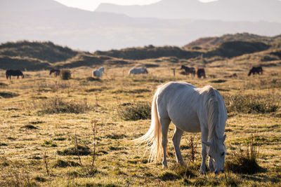 Horse grazing on land