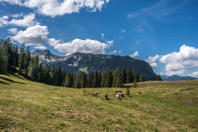 Cows at turren, above lungernsee, switzerland