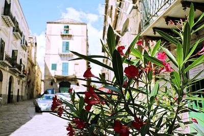 Close-up of flowering plants by buildings in city
