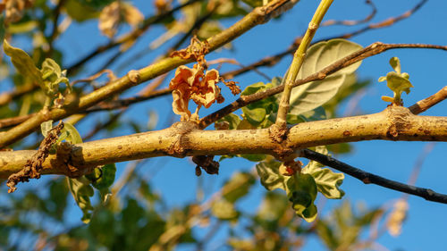 Low angle view of a bird perching on branch