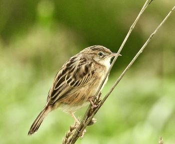 Close-up of bird perching on plant