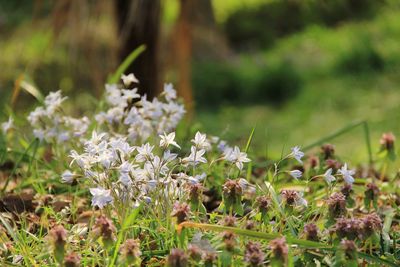 Close-up of flowering plant on field