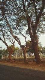 Trees against sky