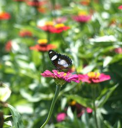Close-up of butterfly pollinating on flower