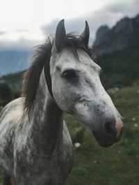 Close-up of a horse on field