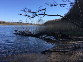 Bare tree by lake against sky