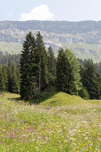 Scenic view of grassy field against sky