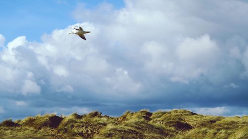 Low angle view of seagull flying over grassy field against cloudy sky