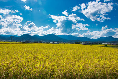 Scenic view of field against sky