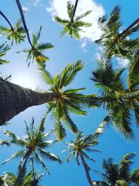 Low angle view of palm trees against blue sky