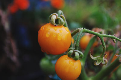 Close-up of orange fruit growing on plant
