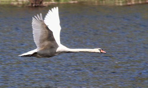 Seagull flying over lake