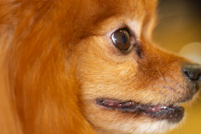 Close-up of a dog looking away