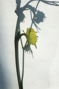Close-up of plant against wall