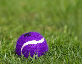 Close-up of purple flowers blooming on field