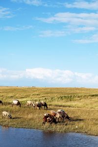 Sheep on field against sky