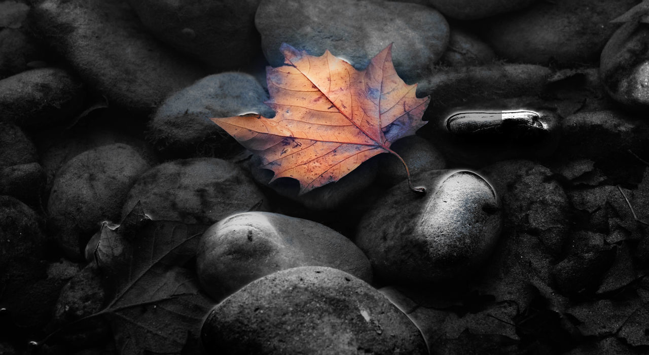 HIGH ANGLE VIEW OF MAPLE LEAVES ON PEBBLES