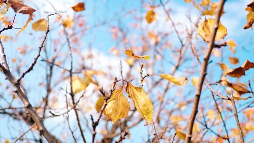 Low angle view of autumnal leaves against sky