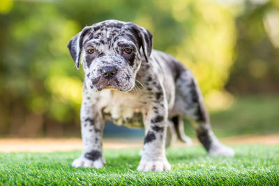 Portrait of dog on field